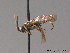  ( - BC ZSM HYM 09398)  @13 [ ] CreativeCommons - Attribution Non-Commercial Share-Alike (2015) Unspecified SNSB, Zoologische Staatssammlung Muenchen