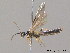 ( - BC ZSM HYM 09632)  @13 [ ] CreativeCommons - Attribution Non-Commercial Share-Alike (2010) Stefan Schmidt SNSB, Zoologische Staatssammlung Muenchen