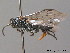  ( - BC ZSM HYM 10793)  @11 [ ] CreativeCommons - Attribution Non-Commercial Share-Alike (2011) Stefan Schmidt SNSB, Zoologische Staatssammlung Muenchen