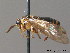  ( - BC ZSM HYM 10941)  @12 [ ] CreativeCommons - Attribution Non-Commercial Share-Alike (2010) Stefan Schmidt SNSB, Zoologische Staatssammlung Muenchen