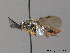  ( - BC ZSM HYM 10943)  @13 [ ] CreativeCommons - Attribution Non-Commercial Share-Alike (2010) Stefan Schmidt SNSB, Zoologische Staatssammlung Muenchen