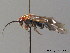  ( - BC ZSM HYM 10944)  @12 [ ] CreativeCommons - Attribution Non-Commercial Share-Alike (2010) Stefan Schmidt SNSB, Zoologische Staatssammlung Muenchen