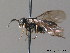  ( - BC ZSM HYM 10960)  @13 [ ] CreativeCommons - Attribution Non-Commercial Share-Alike (2010) Stefan Schmidt SNSB, Zoologische Staatssammlung Muenchen