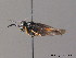  ( - BC ZSM HYM 10963)  @12 [ ] CreativeCommons - Attribution Non-Commercial Share-Alike (2010) Stefan Schmidt SNSB, Zoologische Staatssammlung Muenchen