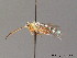  ( - BC ZSM HYM 10980)  @12 [ ] CreativeCommons - Attribution Non-Commercial Share-Alike (2010) Stefan Schmidt SNSB, Zoologische Staatssammlung Muenchen