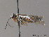  ( - BC ZSM HYM 10982)  @13 [ ] CreativeCommons - Attribution Non-Commercial Share-Alike (2010) Stefan Schmidt SNSB, Zoologische Staatssammlung Muenchen