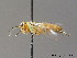  ( - BC ZSM HYM 11013)  @12 [ ] CreativeCommons - Attribution Non-Commercial Share-Alike (2010) Stefan Schmidt SNSB, Zoologische Staatssammlung Muenchen