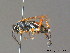  ( - BC ZSM HYM 11330)  @11 [ ] CreativeCommons - Attribution Non-Commercial Share-Alike (2010) Stefan Schmidt SNSB, Zoologische Staatssammlung Muenchen