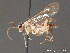  ( - BC ZSM HYM 11342)  @11 [ ] CreativeCommons - Attribution Non-Commercial Share-Alike (2010) Stefan Schmidt SNSB, Zoologische Staatssammlung Muenchen