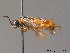  ( - BC ZSM HYM 11386)  @12 [ ] CreativeCommons - Attribution Non-Commercial Share-Alike (2010) Stefan Schmidt SNSB, Zoologische Staatssammlung Muenchen