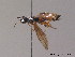  ( - BC ZSM HYM 11390)  @12 [ ] CreativeCommons - Attribution Non-Commercial Share-Alike (2010) Stefan Schmidt SNSB, Zoologische Staatssammlung Muenchen