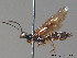  ( - BC ZSM HYM 11391)  @13 [ ] CreativeCommons - Attribution Non-Commercial Share-Alike (2010) Stefan Schmidt SNSB, Zoologische Staatssammlung Muenchen