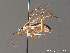  ( - BC ZSM HYM 11395)  @11 [ ] CreativeCommons - Attribution Non-Commercial Share-Alike (2010) Stefan Schmidt SNSB, Zoologische Staatssammlung Muenchen