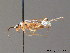  ( - BC ZSM HYM 11396)  @11 [ ] CreativeCommons - Attribution Non-Commercial Share-Alike (2010) Stefan Schmidt SNSB, Zoologische Staatssammlung Muenchen