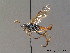  ( - BC ZSM HYM 11399)  @11 [ ] CreativeCommons - Attribution Non-Commercial Share-Alike (2010) Stefan Schmidt SNSB, Zoologische Staatssammlung Muenchen