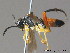  ( - BC ZSM HYM 11458)  @13 [ ] CreativeCommons - Attribution Non-Commercial Share-Alike (2010) Stefan Schmidt SNSB, Zoologische Staatssammlung Muenchen