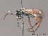  ( - BC ZSM HYM 11484)  @12 [ ] CreativeCommons - Attribution Non-Commercial Share-Alike (2010) Stefan Schmidt SNSB, Zoologische Staatssammlung Muenchen