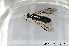  ( - BC ZSM HYM 11507)  @13 [ ] CreativeCommons - Attribution Non-Commercial Share-Alike (2010) Stefan Schmidt SNSB, Zoologische Staatssammlung Muenchen