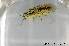  ( - BC ZSM HYM 11515)  @12 [ ] CreativeCommons - Attribution Non-Commercial Share-Alike (2010) Stefan Schmidt SNSB, Zoologische Staatssammlung Muenchen