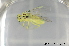  ( - BC ZSM HYM 11516)  @12 [ ] CreativeCommons - Attribution Non-Commercial Share-Alike (2010) Stefan Schmidt SNSB, Zoologische Staatssammlung Muenchen