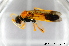  ( - BC ZSM HYM 11527)  @13 [ ] CreativeCommons - Attribution Non-Commercial Share-Alike (2010) Stefan Schmidt SNSB, Zoologische Staatssammlung Muenchen