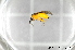  ( - BC ZSM HYM 11535)  @12 [ ] CreativeCommons - Attribution Non-Commercial Share-Alike (2010) Stefan Schmidt SNSB, Zoologische Staatssammlung Muenchen