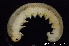  ( - BC ZSM HYM 11561)  @12 [ ] CreativeCommons - Attribution Non-Commercial Share-Alike (2010) Stefan Schmidt SNSB, Zoologische Staatssammlung Muenchen