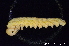  ( - BC ZSM HYM 11571)  @12 [ ] CreativeCommons - Attribution Non-Commercial Share-Alike (2010) Stefan Schmidt SNSB, Zoologische Staatssammlung Muenchen