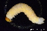  ( - BC ZSM HYM 11579)  @12 [ ] CreativeCommons - Attribution Non-Commercial Share-Alike (2010) Stefan Schmidt SNSB, Zoologische Staatssammlung Muenchen
