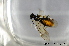  ( - BC ZSM HYM 11677)  @13 [ ] CreativeCommons - Attribution Non-Commercial Share-Alike (2010) Stefan Schmidt SNSB, Zoologische Staatssammlung Muenchen