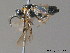  ( - BC ZSM HYM 11716)  @12 [ ] CreativeCommons - Attribution Non-Commercial Share-Alike (2010) Stefan Schmidt SNSB, Zoologische Staatssammlung Muenchen