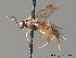  ( - BC ZSM HYM 11729)  @12 [ ] CreativeCommons - Attribution Non-Commercial Share-Alike (2010) Stefan Schmidt SNSB, Zoologische Staatssammlung Muenchen