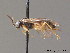  ( - BC ZSM HYM 11730)  @12 [ ] CreativeCommons - Attribution Non-Commercial Share-Alike (2010) Stefan Schmidt SNSB, Zoologische Staatssammlung Muenchen