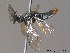  (Gilpinia frutetorum - BC ZSM HYM 11734)  @13 [ ] CreativeCommons - Attribution Non-Commercial Share-Alike (2010) Stefan Schmidt SNSB, Zoologische Staatssammlung Muenchen