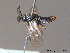  ( - BC ZSM HYM 11735)  @13 [ ] CreativeCommons - Attribution Non-Commercial Share-Alike (2010) Stefan Schmidt SNSB, Zoologische Staatssammlung Muenchen