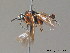  ( - BC ZSM HYM 11736)  @12 [ ] CreativeCommons - Attribution Non-Commercial Share-Alike (2010) Stefan Schmidt SNSB, Zoologische Staatssammlung Muenchen