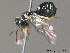  ( - BC ZSM HYM 11741)  @12 [ ] CreativeCommons - Attribution Non-Commercial Share-Alike (2010) Stefan Schmidt SNSB, Zoologische Staatssammlung Muenchen