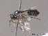  ( - BC ZSM HYM 11763)  @12 [ ] CreativeCommons - Attribution Non-Commercial Share-Alike (2010) Stefan Schmidt SNSB, Zoologische Staatssammlung Muenchen