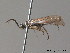  ( - BC ZSM HYM 11771)  @12 [ ] CreativeCommons - Attribution Non-Commercial Share-Alike (2010) Stefan Schmidt SNSB, Zoologische Staatssammlung Muenchen