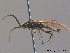  ( - BC ZSM HYM 11772)  @12 [ ] CreativeCommons - Attribution Non-Commercial Share-Alike (2010) Stefan Schmidt SNSB, Zoologische Staatssammlung Muenchen