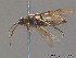  ( - BC ZSM HYM 11773)  @12 [ ] CreativeCommons - Attribution Non-Commercial Share-Alike (2010) Stefan Schmidt SNSB, Zoologische Staatssammlung Muenchen