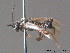  ( - BC ZSM HYM 11794)  @12 [ ] CreativeCommons - Attribution Non-Commercial Share-Alike (2010) Stefan Schmidt SNSB, Zoologische Staatssammlung Muenchen