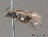  ( - BC ZSM HYM 11795)  @12 [ ] CreativeCommons - Attribution Non-Commercial Share-Alike (2010) Stefan Schmidt SNSB, Zoologische Staatssammlung Muenchen