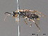  ( - BC ZSM HYM 11797)  @12 [ ] CreativeCommons - Attribution Non-Commercial Share-Alike (2010) Stefan Schmidt SNSB, Zoologische Staatssammlung Muenchen