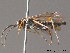  ( - BC ZSM HYM 11799)  @12 [ ] CreativeCommons - Attribution Non-Commercial Share-Alike (2010) Stefan Schmidt SNSB, Zoologische Staatssammlung Muenchen