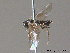  ( - BC ZSM HYM 11800)  @12 [ ] CreativeCommons - Attribution Non-Commercial Share-Alike (2010) Stefan Schmidt SNSB, Zoologische Staatssammlung Muenchen