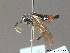  ( - BC ZSM HYM 11839)  @13 [ ] CreativeCommons - Attribution Non-Commercial Share-Alike (2010) Stefan Schmidt SNSB, Zoologische Staatssammlung Muenchen