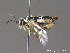  ( - BC ZSM HYM 11856)  @12 [ ] CreativeCommons - Attribution Non-Commercial Share-Alike (2010) Stefan Schmidt SNSB, Zoologische Staatssammlung Muenchen