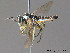  ( - BC ZSM HYM 11857)  @12 [ ] CreativeCommons - Attribution Non-Commercial Share-Alike (2010) Stefan Schmidt SNSB, Zoologische Staatssammlung Muenchen