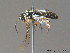  ( - BC ZSM HYM 11858)  @12 [ ] CreativeCommons - Attribution Non-Commercial Share-Alike (2010) Stefan Schmidt SNSB, Zoologische Staatssammlung Muenchen